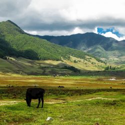 15978917-phobjikha-valley-bhutan