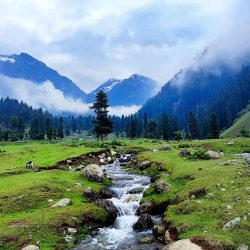 Aru_valley_pahalgam__charzan_holidays (1)